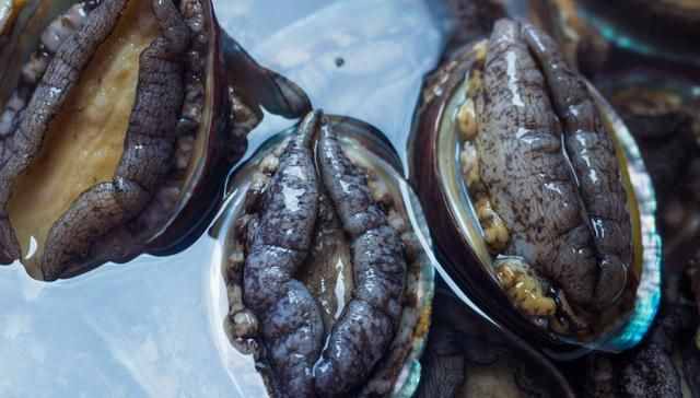 新鮮鮑魚5種最好吃的做法，簡單美味又下飯，看看你喜歡吃不？