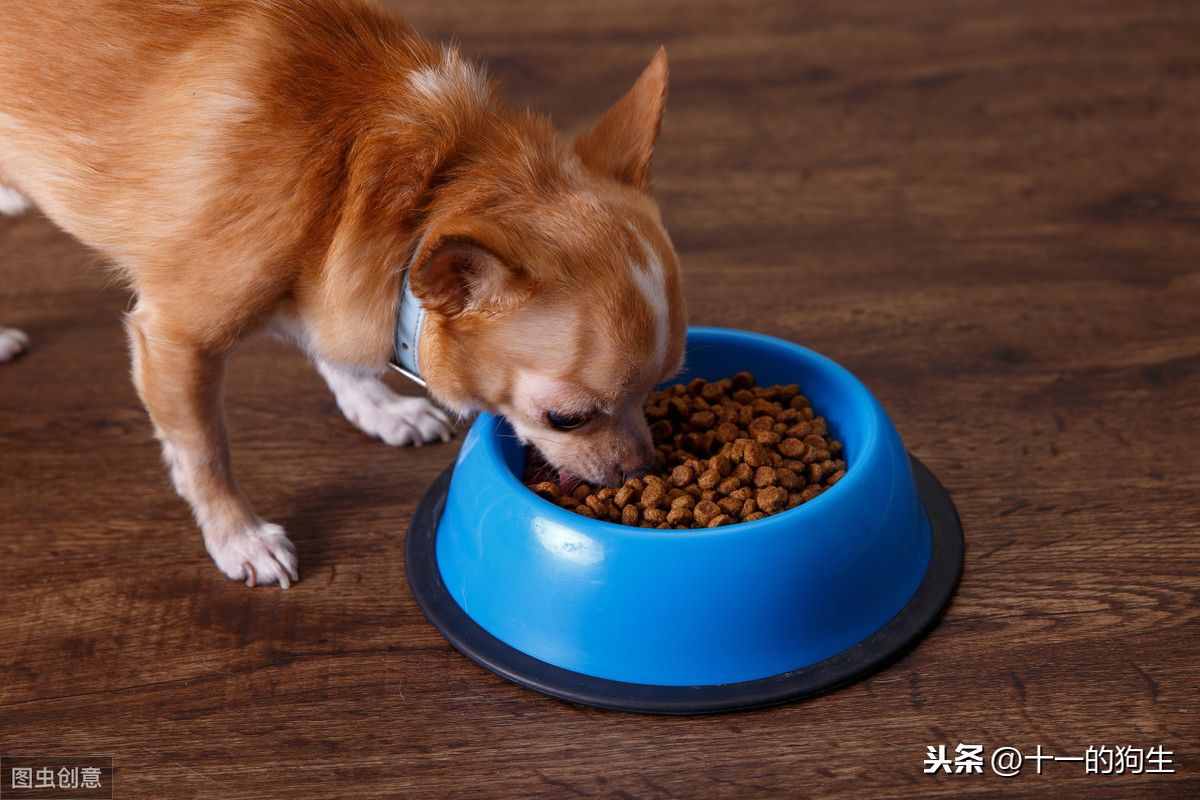 狗狗不愛(ài)吃東西，可能有這幾個(gè)原因，那應(yīng)如何解決呢