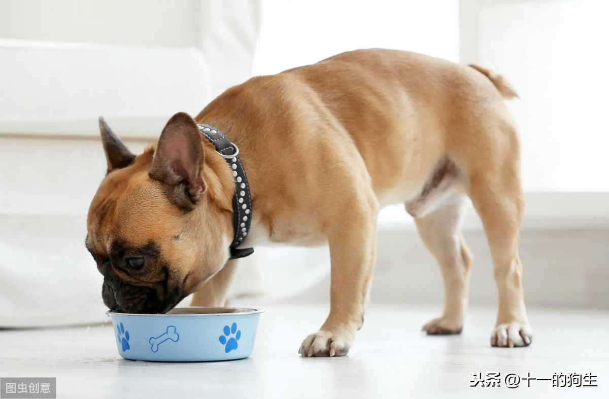 狗狗不愛(ài)吃東西，可能有這幾個(gè)原因，那應(yīng)如何解決呢