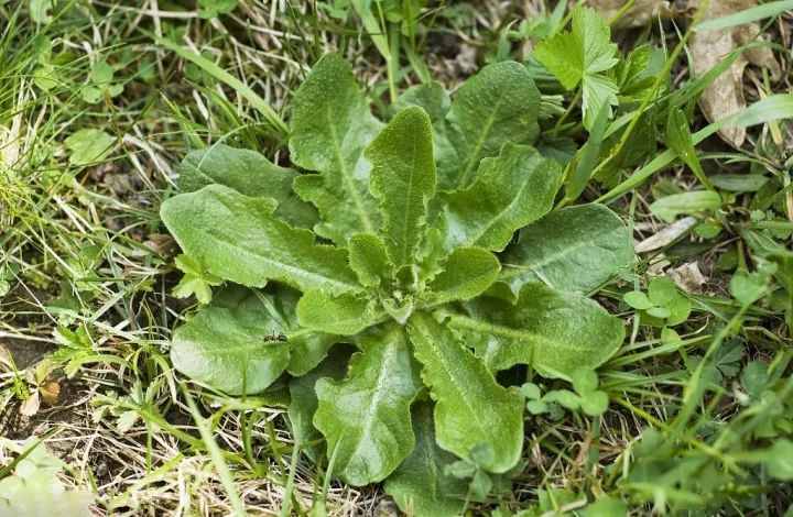 農(nóng)村常吃的40種 · 野菜，你吃過(guò)幾種呢？