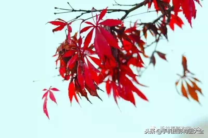 攝影賞析：看完這9幅作品，你也可以拍出這樣美的好片！