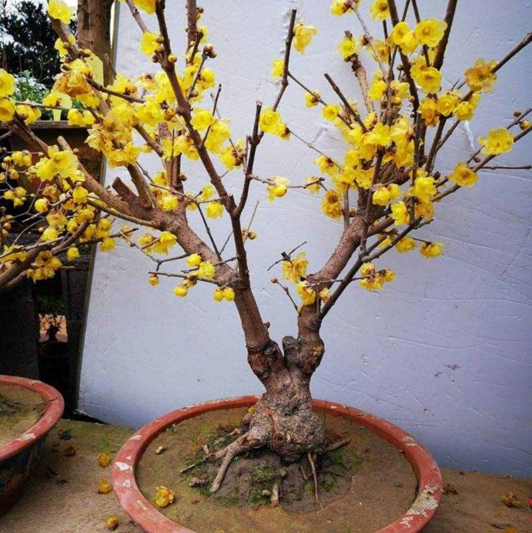 冬天有哪些花能開？家里養(yǎng)上5種花，天冷也有花看