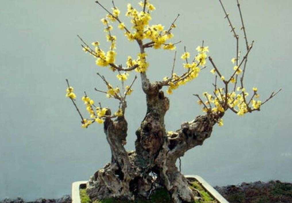 冬天有哪些花能開？家里養(yǎng)上5種花，天冷也有花看