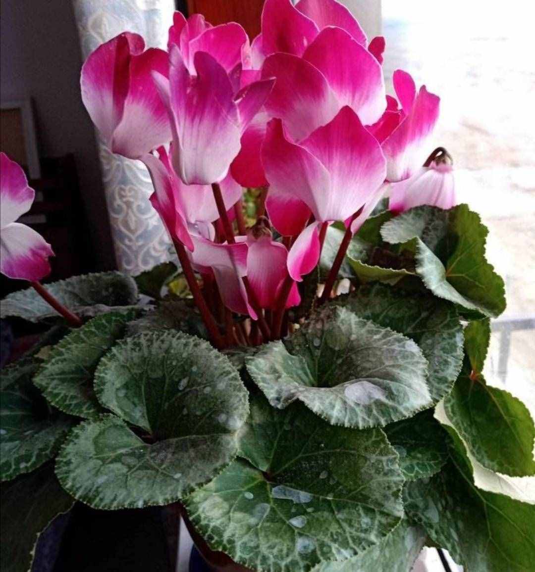 冬天有哪些花能開？家里養(yǎng)上5種花，天冷也有花看