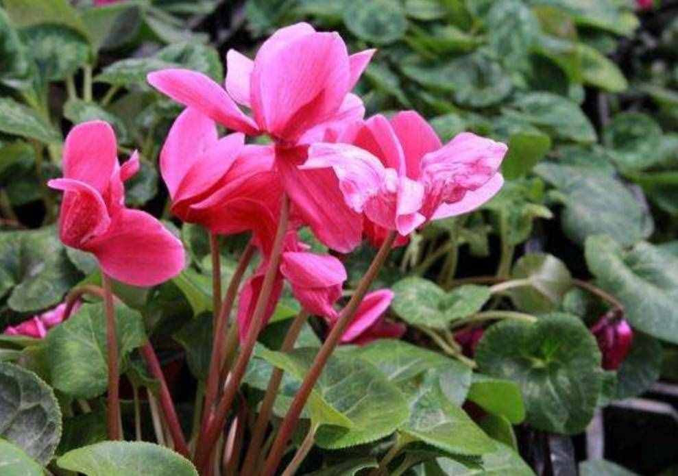 冬天有哪些花能開？家里養(yǎng)上5種花，天冷也有花看