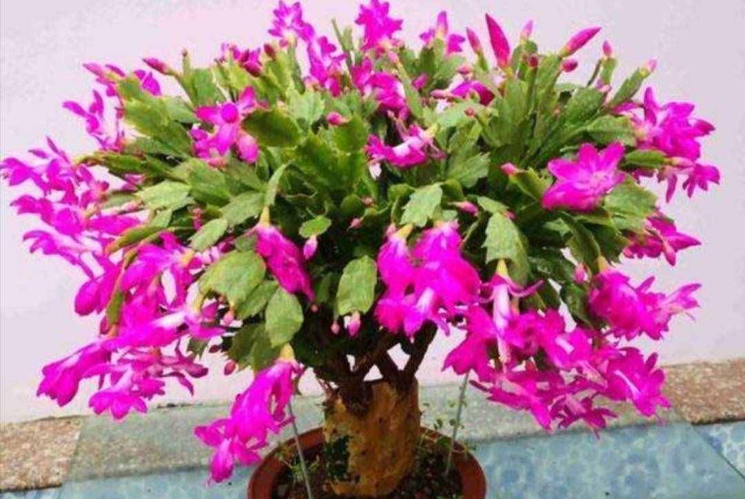 冬天有哪些花能開？家里養(yǎng)上5種花，天冷也有花看