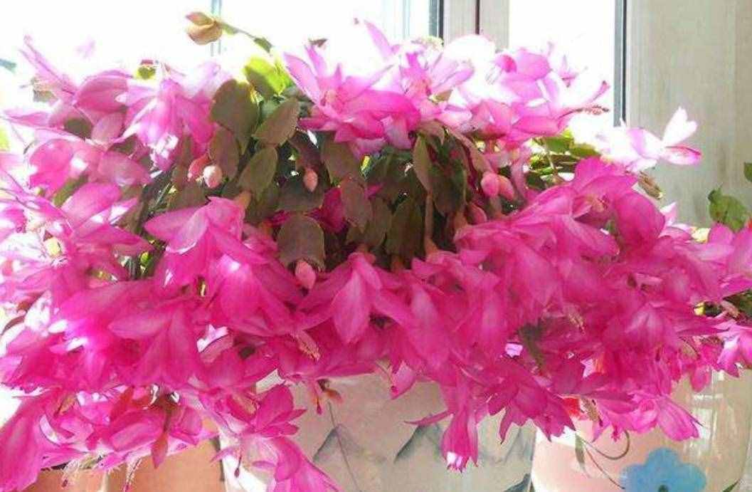 冬天有哪些花能開？家里養(yǎng)上5種花，天冷也有花看