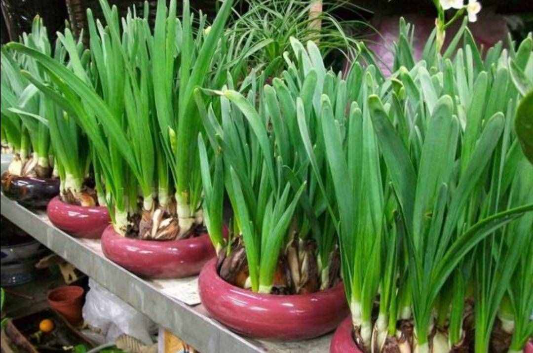 冬天有哪些花能開？家里養(yǎng)上5種花，天冷也有花看