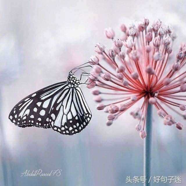 好聽的qq個性簽名大全，句句唯美優(yōu)雅，總有一句你會喜歡！