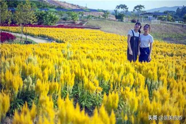 廣東花都美林湖花果山景區(qū)國慶前開放，漫山花海成普羅旺斯