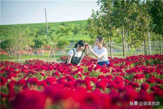 廣東花都美林湖花果山景區(qū)國慶前開放，漫山花海成普羅旺斯
