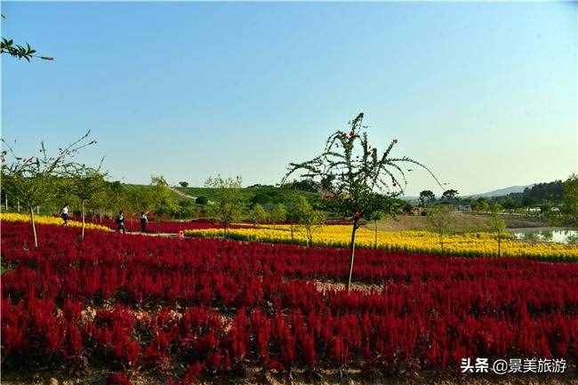 廣東花都美林湖花果山景區(qū)國慶前開放，漫山花海成普羅旺斯