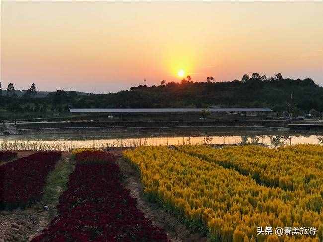 廣東花都美林湖花果山景區(qū)國慶前開放，漫山花海成普羅旺斯