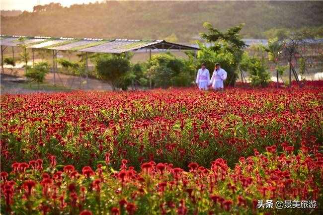 廣東花都美林湖花果山景區(qū)國慶前開放，漫山花海成普羅旺斯