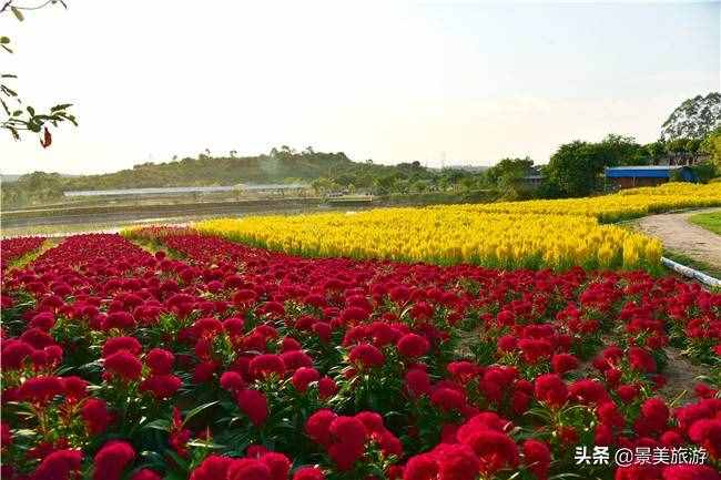 廣東花都美林湖花果山景區(qū)國慶前開放，漫山花海成普羅旺斯
