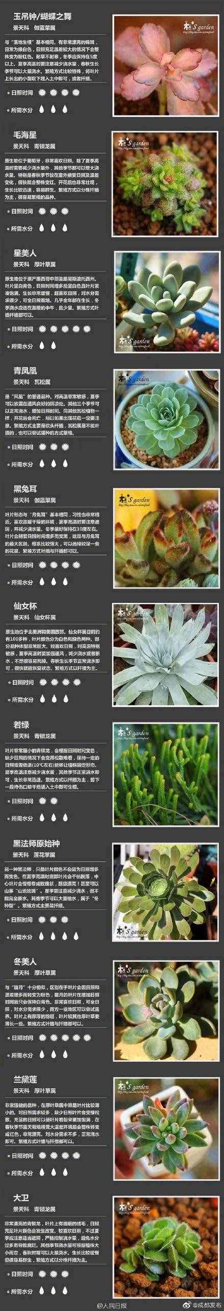 100種多肉植物對(duì)照?qǐng)D，再也不愁叫什么名字了