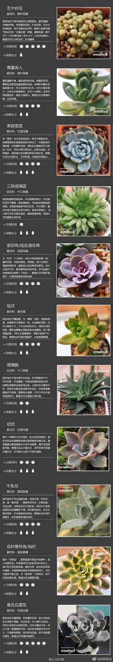 100種多肉植物對(duì)照?qǐng)D，再也不愁叫什么名字了