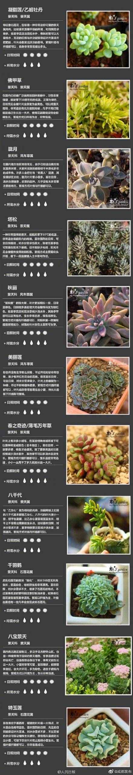 100種多肉植物對(duì)照?qǐng)D，再也不愁叫什么名字了