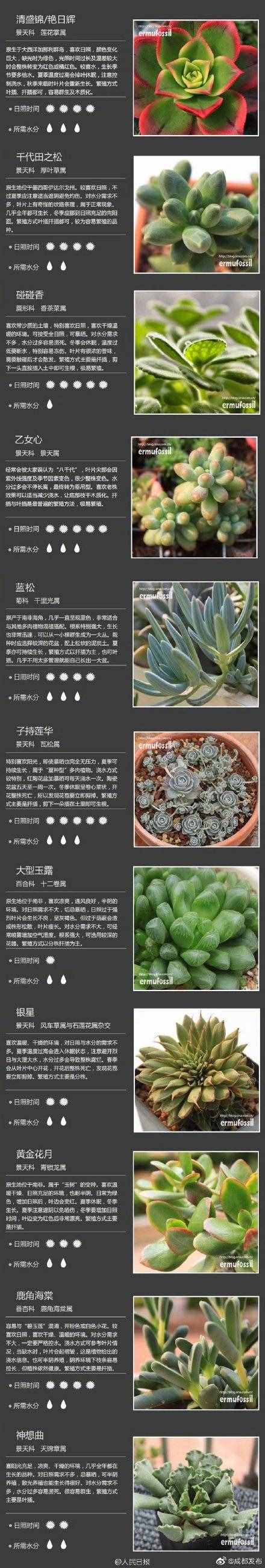 100種多肉植物對(duì)照?qǐng)D，再也不愁叫什么名字了