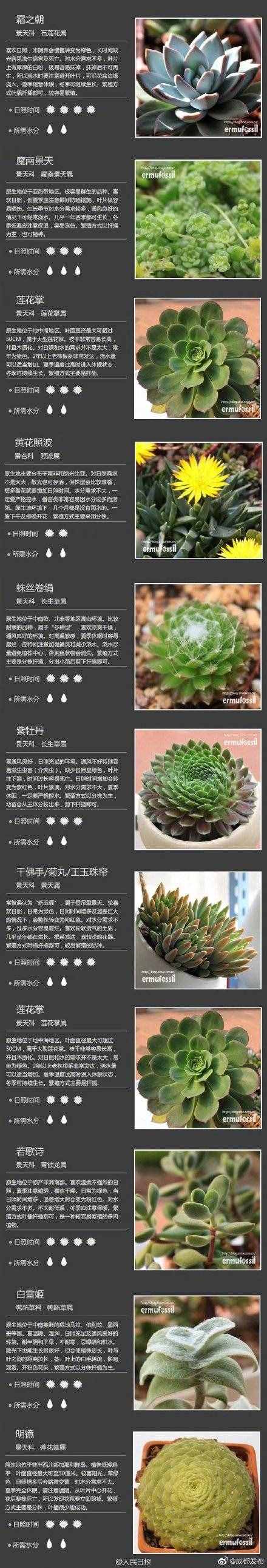 100種多肉植物對(duì)照?qǐng)D，再也不愁叫什么名字了