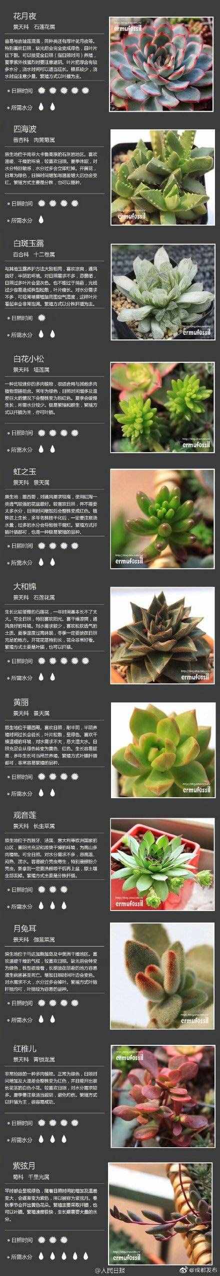 100種多肉植物對(duì)照?qǐng)D，再也不愁叫什么名字了