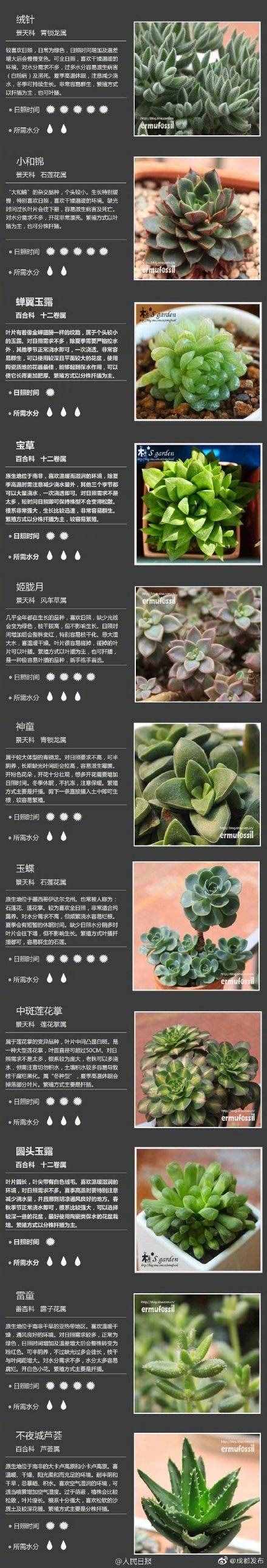 100種多肉植物對(duì)照?qǐng)D，再也不愁叫什么名字了