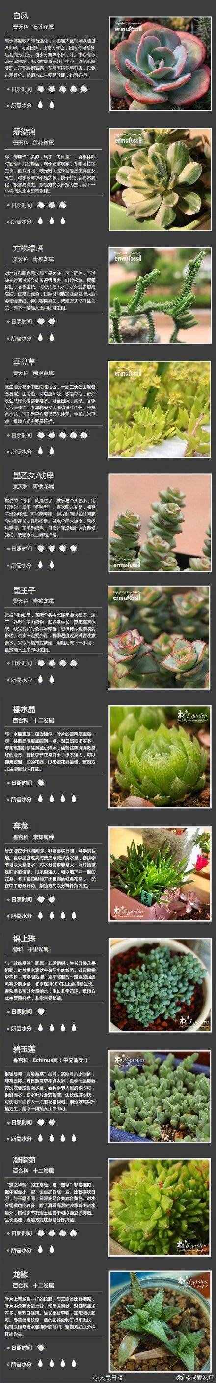 100種多肉植物對(duì)照?qǐng)D，再也不愁叫什么名字了