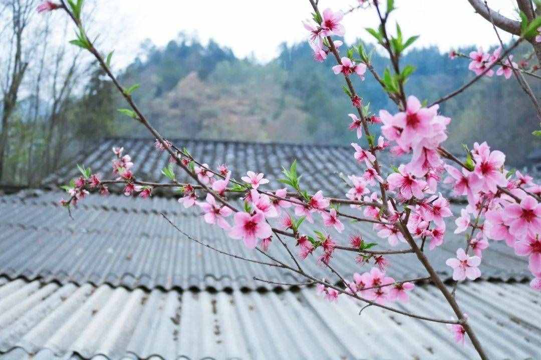 6首最美桃花詩詞：桃之夭夭，驚艷了整個春天