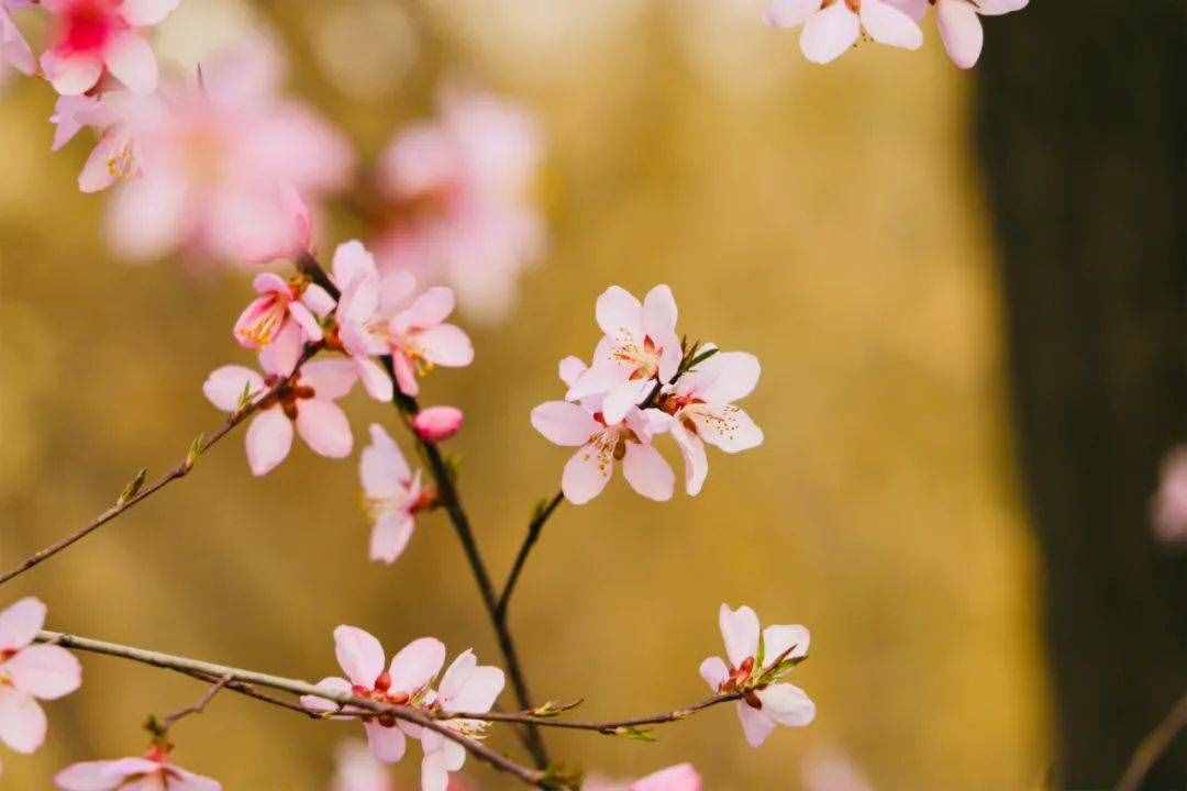 6首最美桃花詩詞：桃之夭夭，驚艷了整個春天