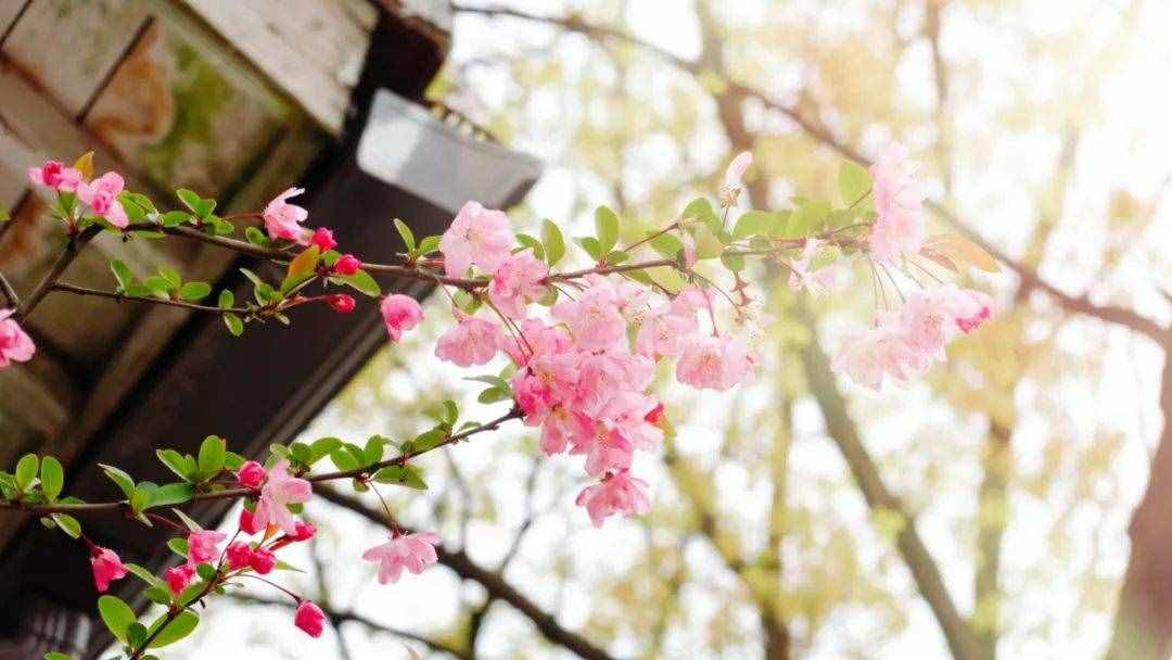 6首最美桃花詩詞：桃之夭夭，驚艷了整個春天
