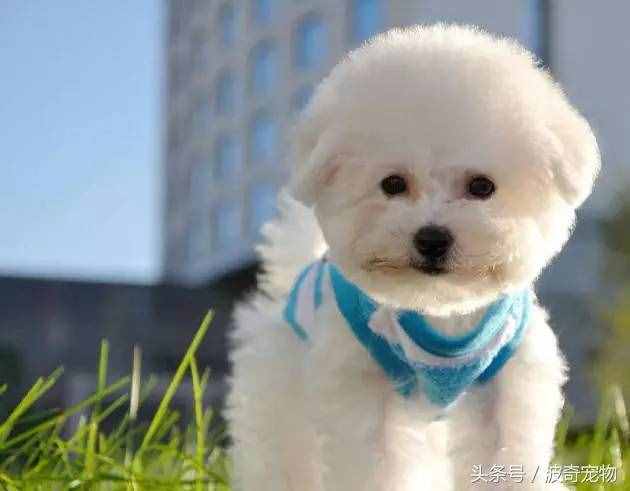 狗狗品種介紹大全，帶你走進(jìn)狗狗的世界