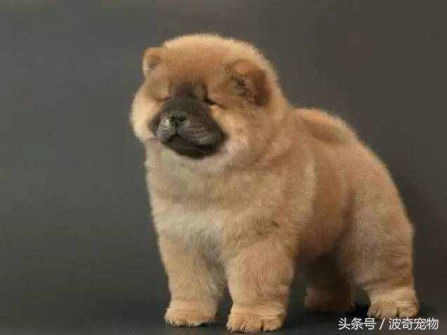 狗狗品種介紹大全，帶你走進(jìn)狗狗的世界