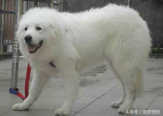 狗狗品種介紹大全，帶你走進(jìn)狗狗的世界