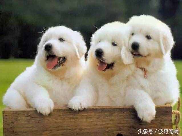 狗狗品種介紹大全，帶你走進(jìn)狗狗的世界