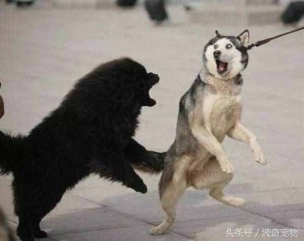 狗狗品種介紹大全，帶你走進(jìn)狗狗的世界