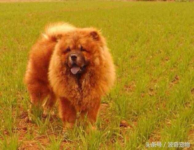 狗狗品種介紹大全，帶你走進(jìn)狗狗的世界