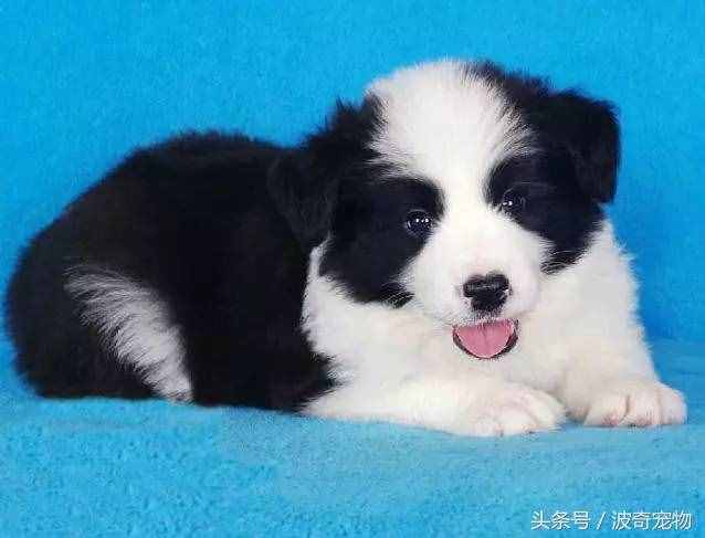 狗狗品種介紹大全，帶你走進(jìn)狗狗的世界
