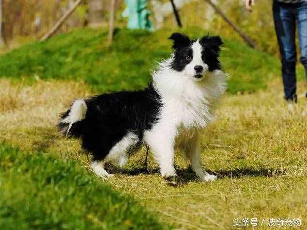 狗狗品種介紹大全，帶你走進(jìn)狗狗的世界