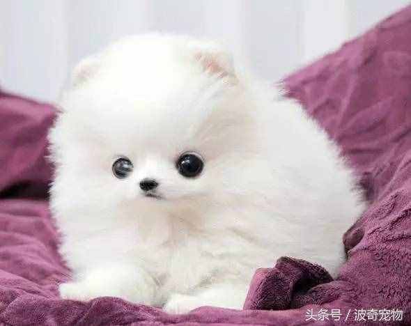 狗狗品種介紹大全，帶你走進(jìn)狗狗的世界