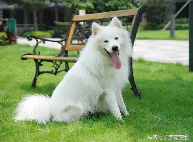 狗狗品種介紹大全，帶你走進(jìn)狗狗的世界