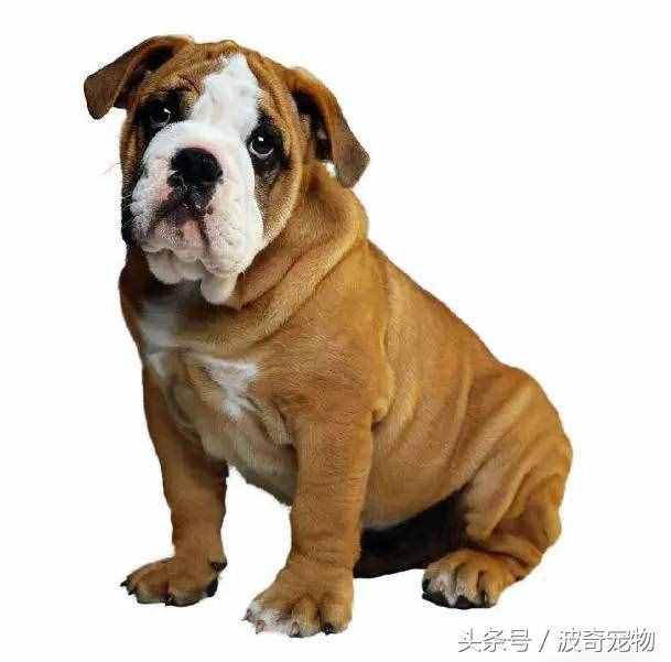 狗狗品種介紹大全，帶你走進(jìn)狗狗的世界