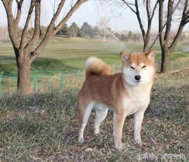 狗狗品種介紹大全，帶你走進(jìn)狗狗的世界