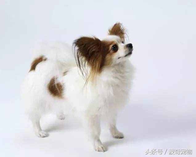 狗狗品種介紹大全，帶你走進(jìn)狗狗的世界