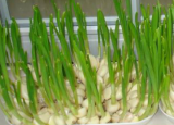 今日更新怎么種大蒜(種植大蒜的過程與圖片)