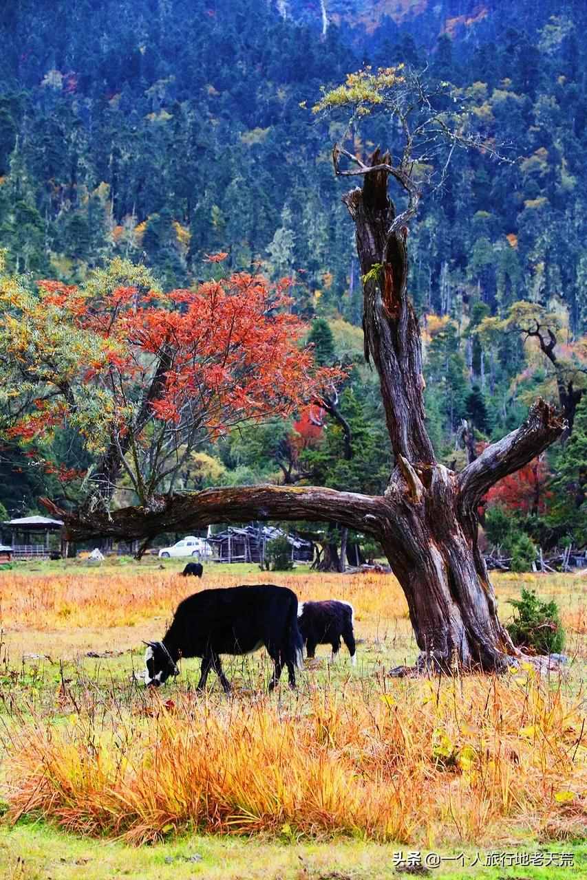 多地重啟跨省游！10月全國(guó)最美的地方都在這了，挑一個(gè)出發(fā)吧