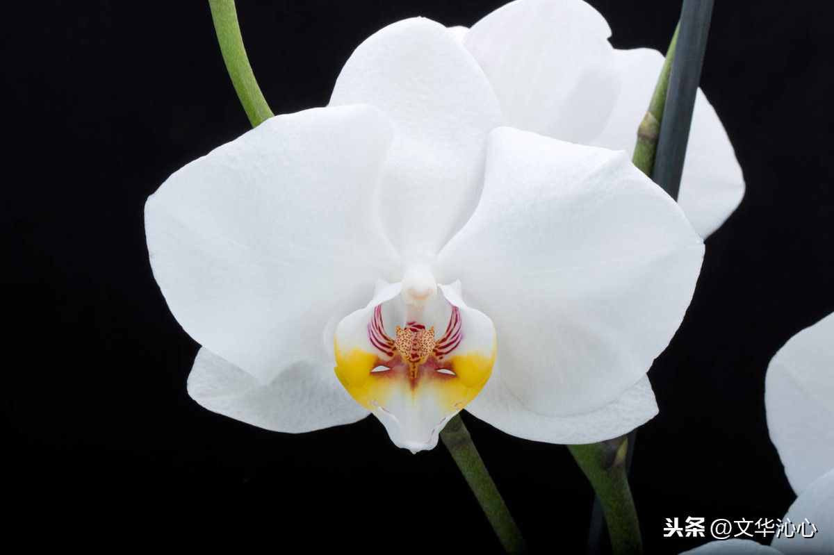 上聯(lián)求下聯(lián)，你來我也來！上聯(lián)：梅蘭竹菊四君子