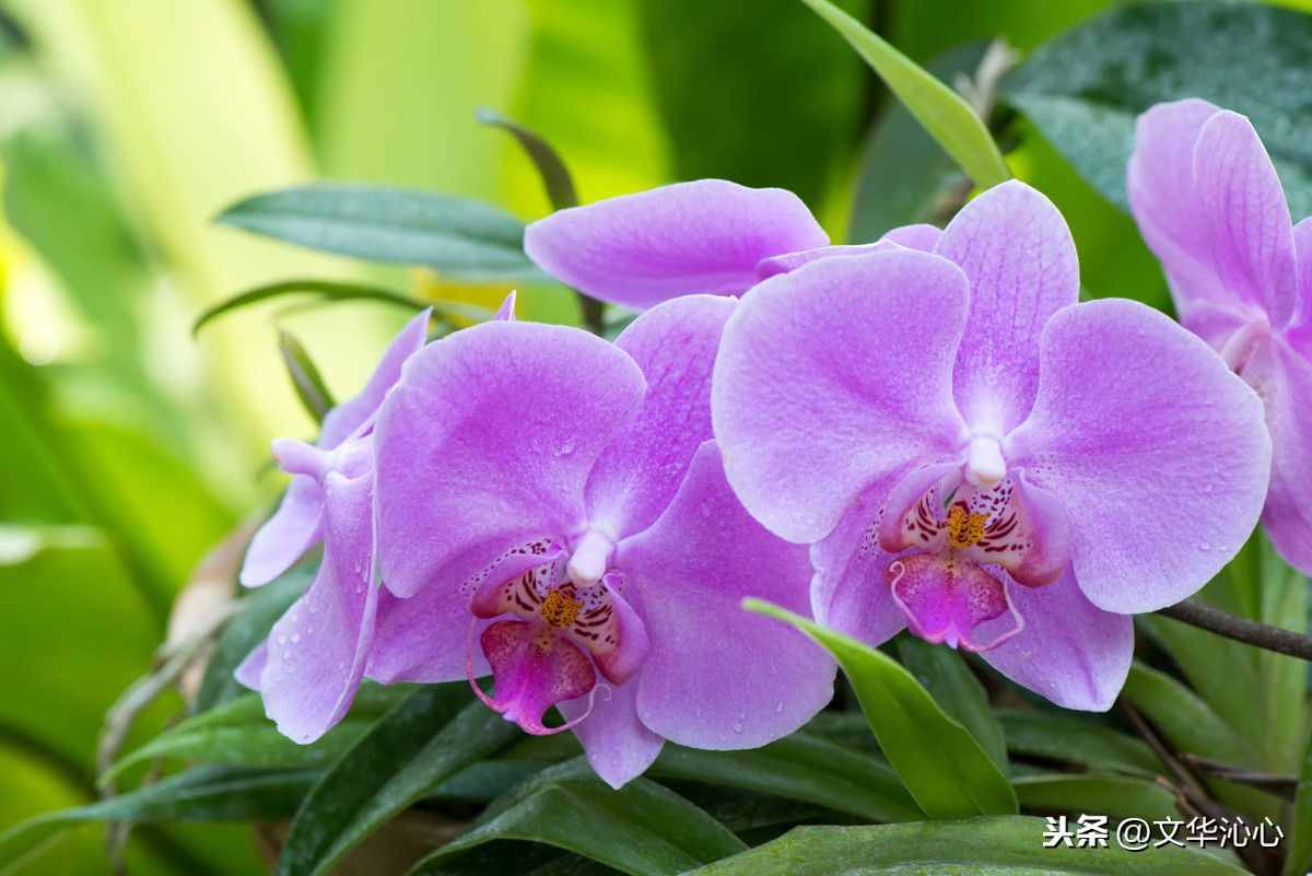 上聯(lián)求下聯(lián)，你來我也來！上聯(lián)：梅蘭竹菊四君子