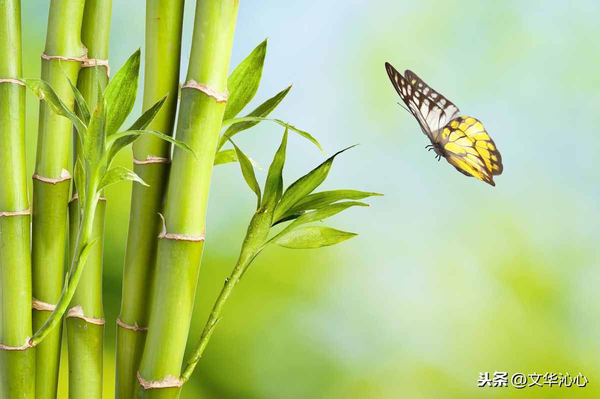 上聯(lián)求下聯(lián)，你來我也來！上聯(lián)：梅蘭竹菊四君子