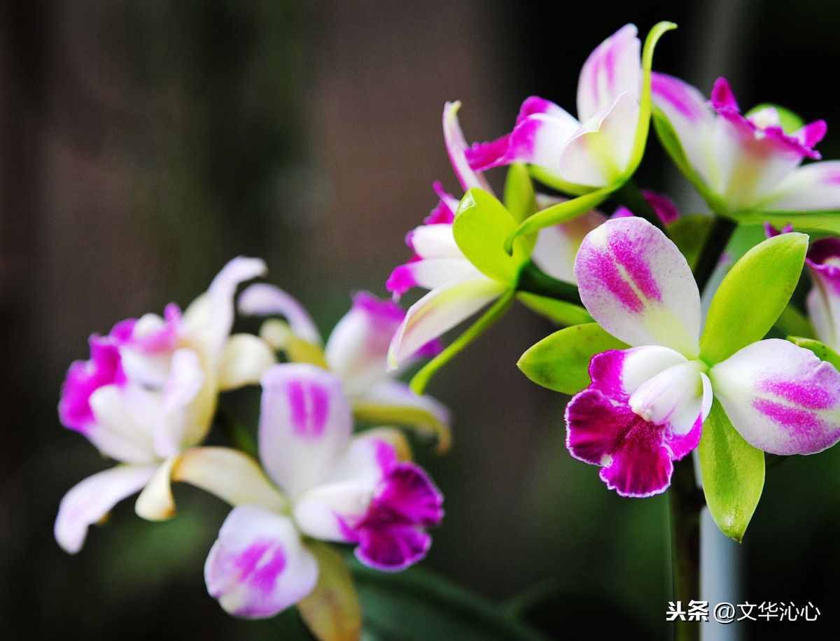 上聯(lián)求下聯(lián)，你來我也來！上聯(lián)：梅蘭竹菊四君子