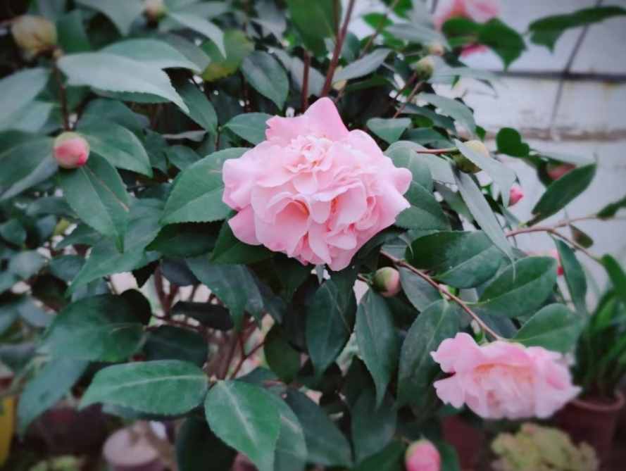 茶花夏季看著不長(zhǎng)，其實(shí)它在“孕育”，做好養(yǎng)護(hù)，秋季枝頭滿花苞